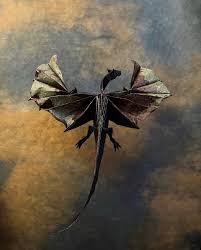 Image result for TRIANGLE CHANGQUAN FLYING DRAGON