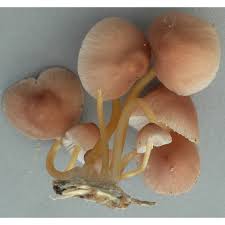 Attēlu rezultāti vaicājumam “Mycena renati”