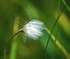 Attēlu rezultāti vaicājumam “Eriophorum gracile”