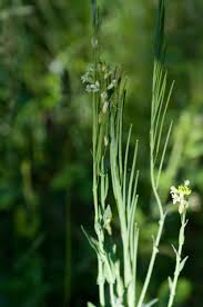 Attēlu rezultāti vaicājumam “Arabis glabra”