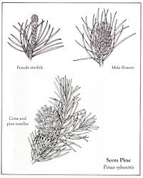 Attēlu rezultāti vaicājumam “Pinus sylvestris male flower”