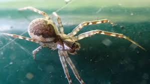 Attēlu rezultāti vaicājumam “Neriene montana”