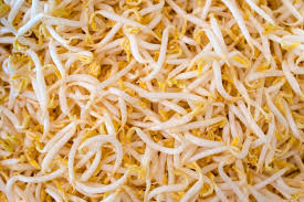 Image result for bean sprout