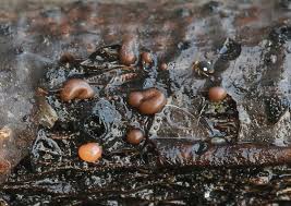 Attēlu rezultāti vaicājumam “Dianemataceae”