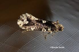 Attēlu rezultāti vaicājumam “Scardia boletella”