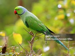 Image result for Psittacula krameri