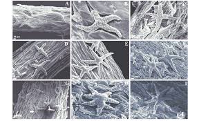 Attēlu rezultāti vaicājumam “Erysimum hieracifolium leaf”