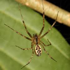 Attēlu rezultāti vaicājumam “Linyphiidae”