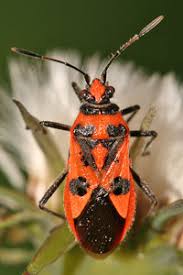 Attēlu rezultāti vaicājumam “Corizus hyoscyami imago”