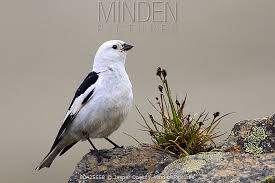 Attēlu rezultāti vaicājumam “Plectrophenax nivalis”