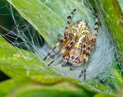 Attēlu rezultāti vaicājumam “Aculepeira ceropegia”