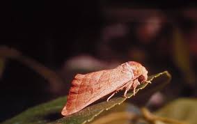 Attēlu rezultāti vaicājumam “Notodontidae”