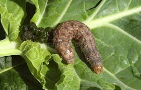 Attēlu rezultāti vaicājumam “Mamestra brassicae pupa”