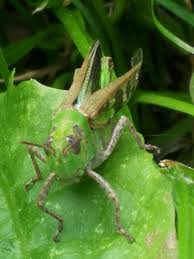 Attēlu rezultāti vaicājumam “Petractis sp.”