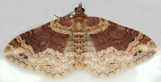 Attēlu rezultāti vaicājumam “Xanthorhoe ferrugata”