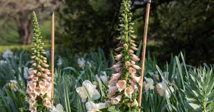 Attēlu rezultāti vaicājumam “Digitalis purpurea flower”