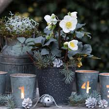 Image result for Christrose