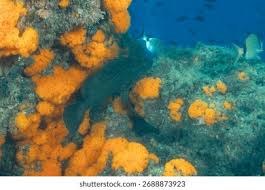 Image result for Mycteroperca rubra