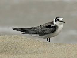 Attēlu rezultāti vaicājumam “Chlidonias niger eggs”