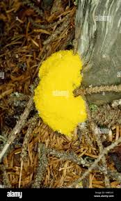 Attēlu rezultāti vaicājumam “Physaraceae”