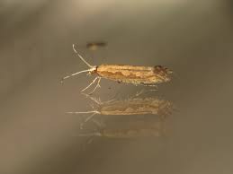 Attēlu rezultāti vaicājumam “Plutellidae”