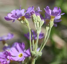 Attēlu rezultāti vaicājumam “Primula farinosa flower”