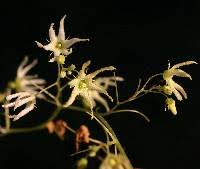 Attēlu rezultāti vaicājumam “Echinocystis lobata flower”