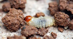 Attēlu rezultāti vaicājumam “Scardia boletella pupa”