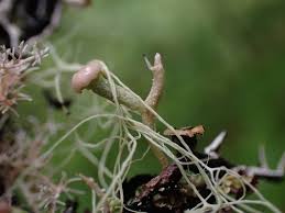 Attēlu rezultāti vaicājumam “Cladonia norvegica”