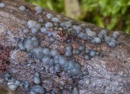 Attēlu rezultāti vaicājumam “Myxarium nucleatum”