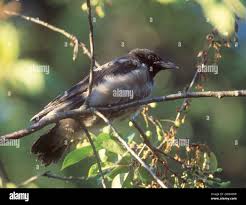 Attēlu rezultāti vaicājumam “Corvus cornix juvenile”