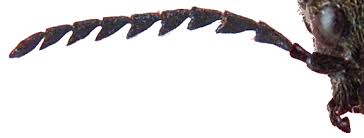 Attēlu rezultāti vaicājumam “Ctenicera pectinicornis female”