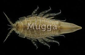 Attēlu rezultāti vaicājumam “Saduria entomon”