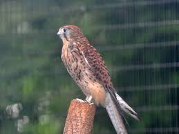 Attēlu rezultāti vaicājumam “Falco tinnunculus”