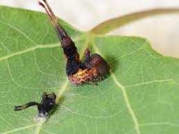 Attēlu rezultāti vaicājumam “Cerura vinula imago”