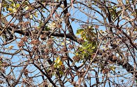 Attēlu rezultāti vaicājumam “Veronica longifolia fruit”