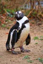 Image result for Spheniscus demersus