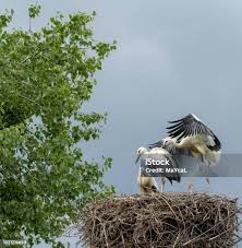 Attēlu rezultāti vaicājumam “Grus grus nest”