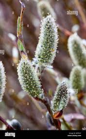 Attēlu rezultāti vaicājumam “Salix lapponum”