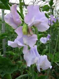 Image result for Lathyrus odoratus