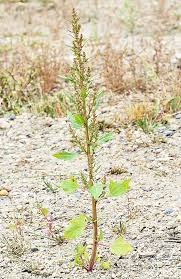 Attēlu rezultāti vaicājumam “Chenopodium rubrum flower”