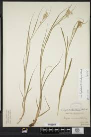 Attēlu rezultāti vaicājumam “Luzula luzuloides fruit”