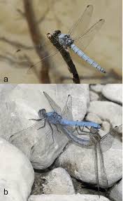 Attēlu rezultāti vaicājumam “Orthetrum brunneum”