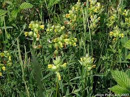 Attēlu rezultāti vaicājumam “Rhinanthus serotinus”
