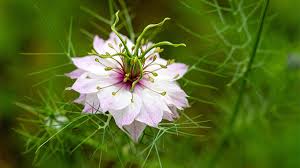 Image result for Nigella damascena