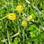 Attēlu rezultāti vaicājumam “Jacobaea paludosa”