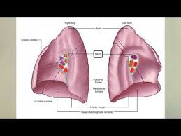 Image result for b%FD%E7ak anatomisi