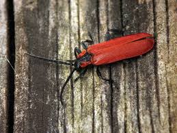 Attēlu rezultāti vaicājumam “Lygistopterus sanguineus”