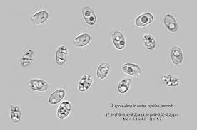 Attēlu rezultāti vaicājumam “Merismodes anomala”