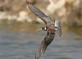 Attēlu rezultāti vaicājumam “Chlidonias niger”